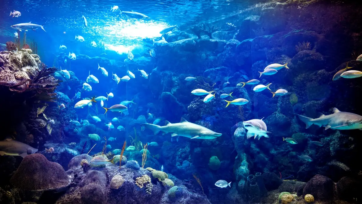 Experience The Wonders Of The Ocean At The Florida Aquarium In Tampa