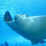 Mote Aquarium