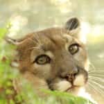 Big Cat Rescue
