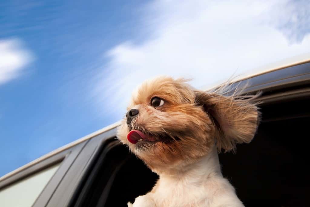 Keep Your Pet Safe And Comfortable On The Road With This Travel