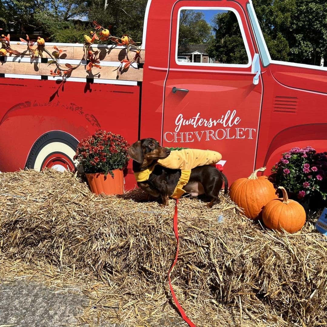 Lake City FallFest