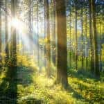 Green woods with tall trees and the sun peeking through