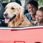 A smiling Golden Retriever has his head out the window of a car while smiling kids pet him.