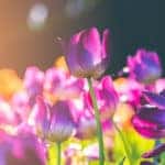 Field of purple-pink tulips