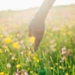 A woman is walking in a field of wildflowers in Clifton Park, NY.