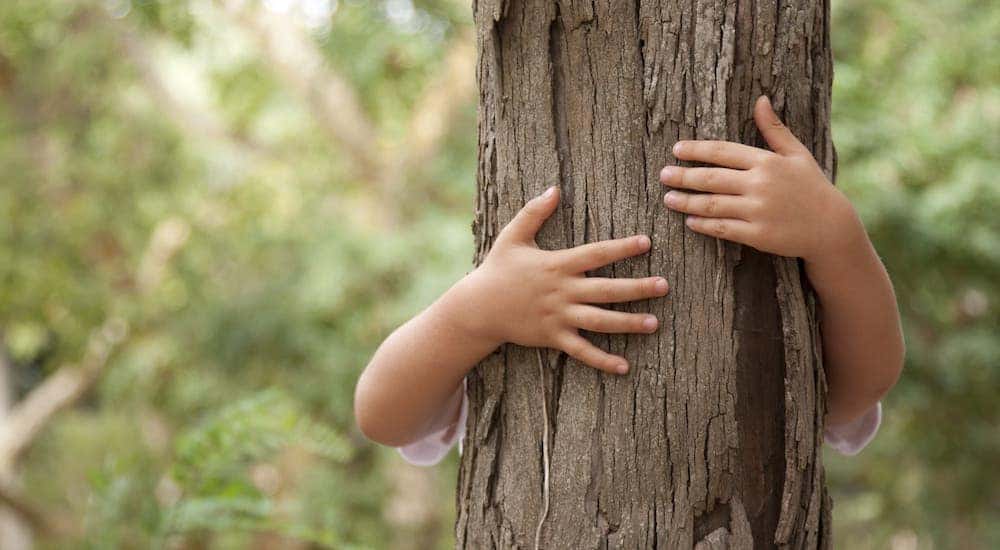 Child's arms wrapped around a tree in the woods