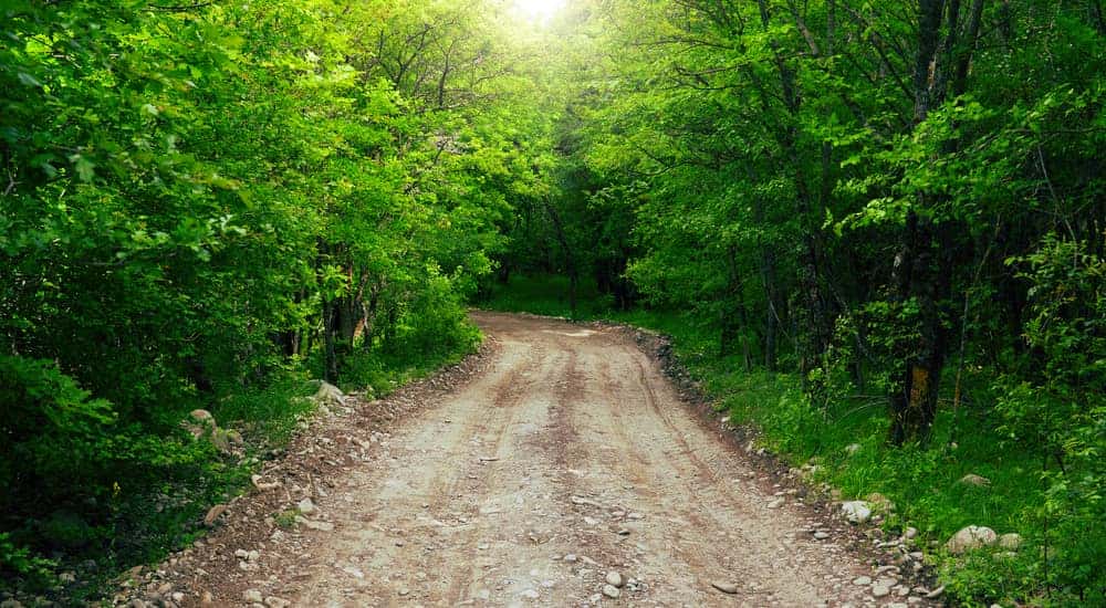 Dirt off-roading path going into the green woods