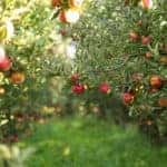 Green grass path going through lines of apple trees