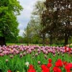 Red and pink flowers in an Albany NY park