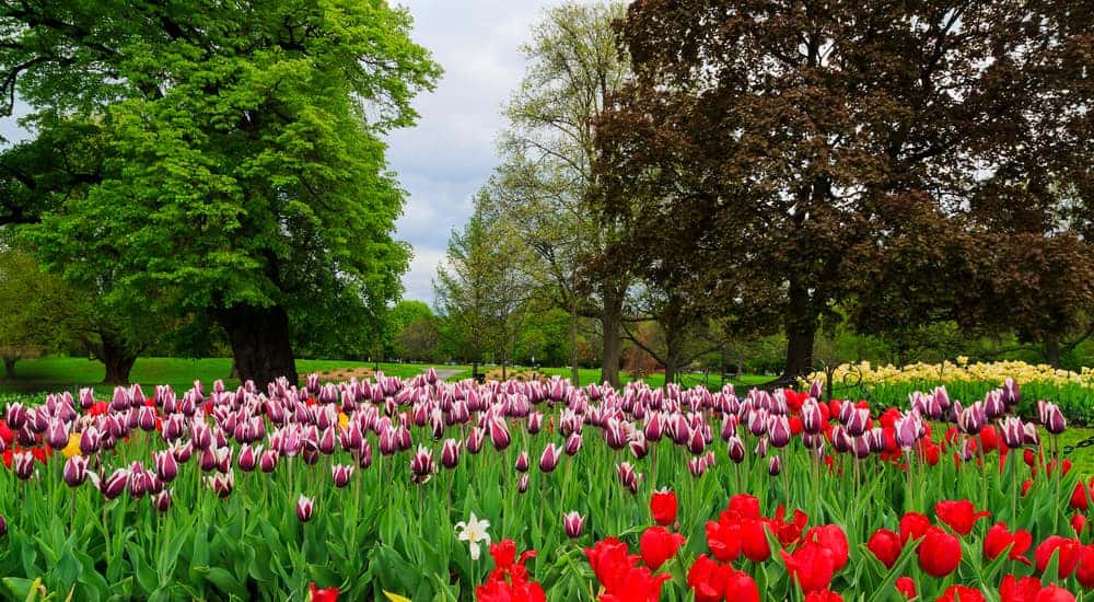 Red and pink flowers in an Albany NY park