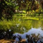 Trees reflecting in pond at Washington Park in Albany NY