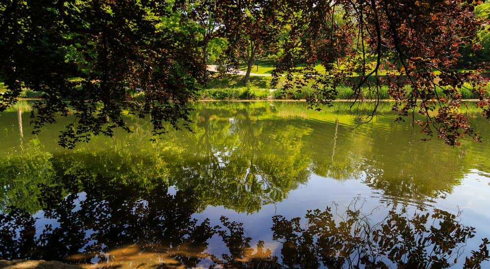 Trees reflecting in pond at Washington Park in Albany NY