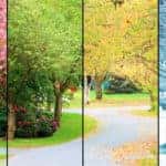 Image of a paved pathway through trees split into four sections, each showing different seasons