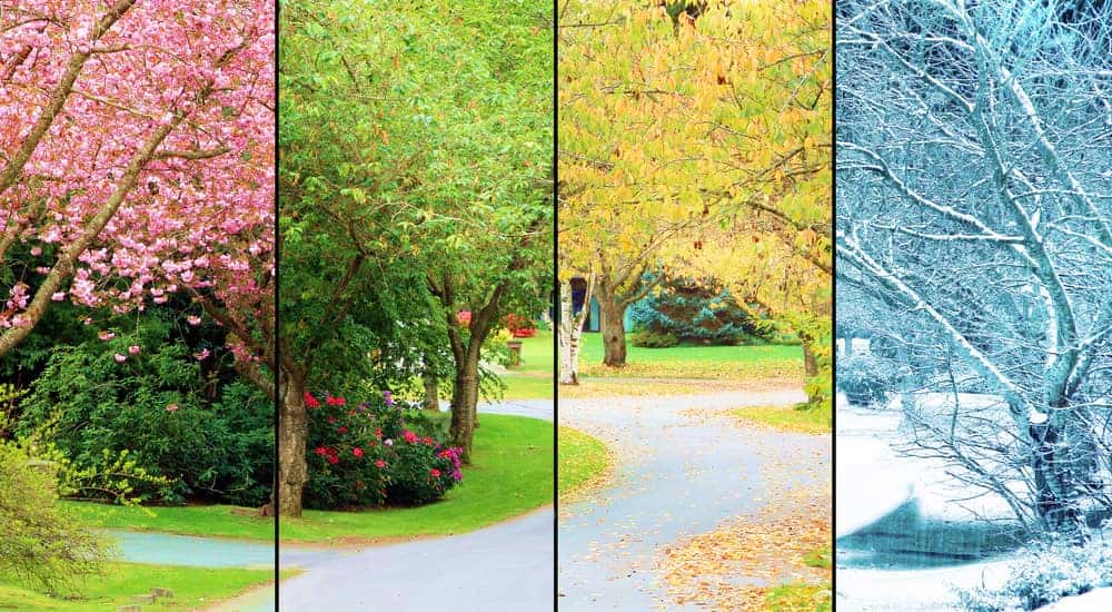 Image of a paved pathway through trees split into four sections, each showing different seasons
