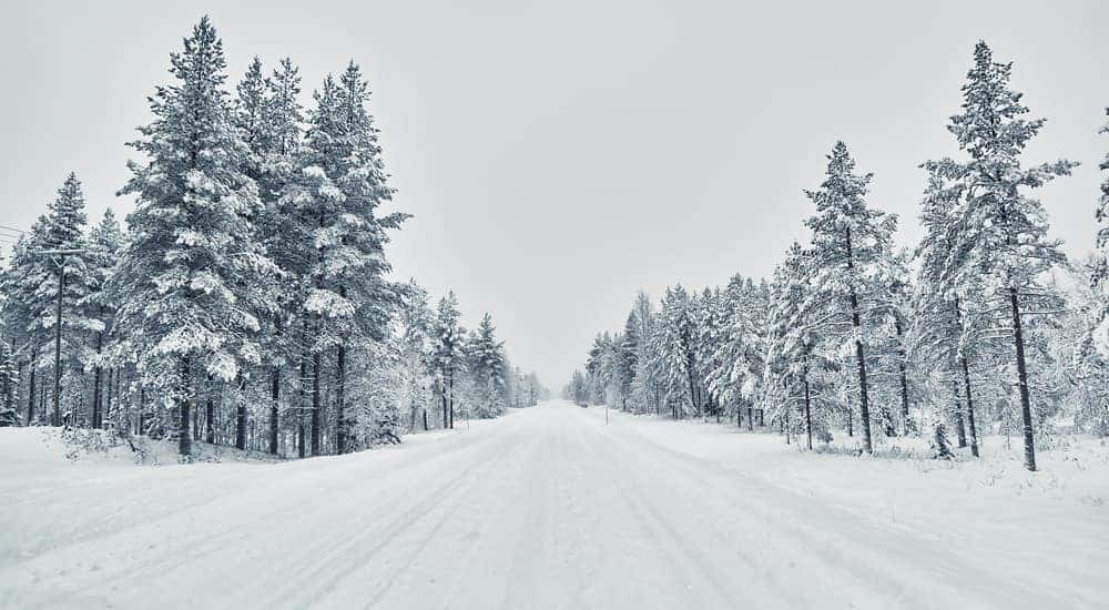 Snowy road going through tall snowy trees