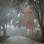 driving in fog