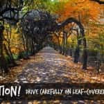 leaves_thumb