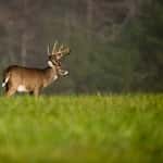 white tail deer cause accidents