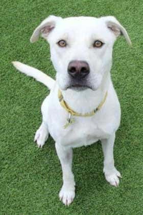 Dog for adoption