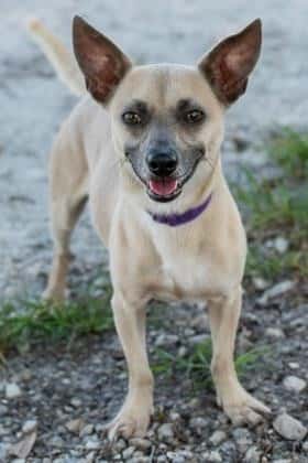 Dog for adoption