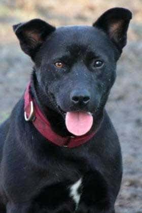 Dog for adoption