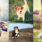 Dog Day