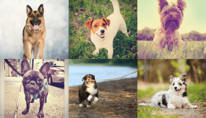 Dog Day