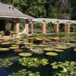 lily pads on the water at Huntsville Botanical Garden