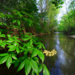 Big Darby Headwaters