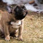 three restaurant dog friendly places in fairfield ca