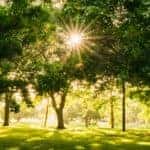 Sun shining through trees.