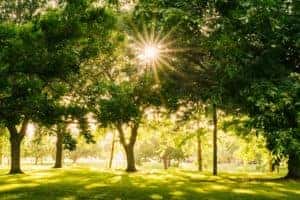 Sun shining through trees.