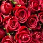 Roses