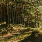 An expansive pine forest a short drive from Tyler, TX
