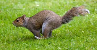 squirrel eating your wires in your porsche and audi
