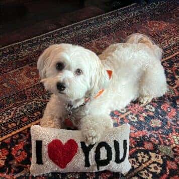 Dolly .