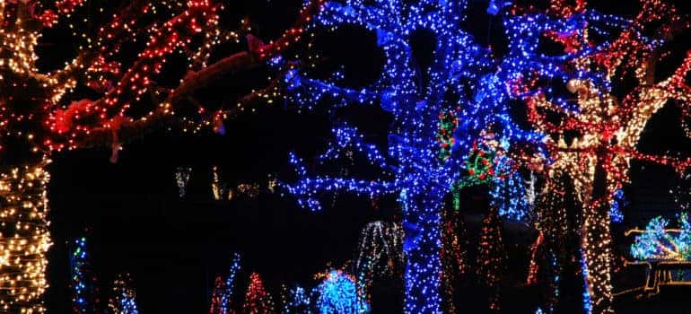 Outdoor Christmas lights on trees at nighttime