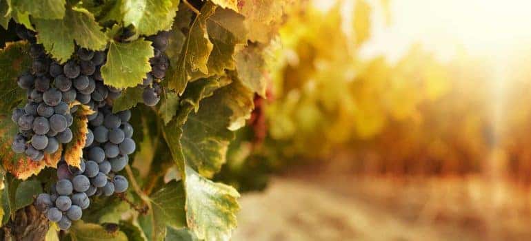 Vineyard at sunset